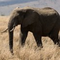 TZA MAR SerengetiNP 2016DEC24 SeroneraWest 022 : 2016, 2016 - African Adventures, Africa, Date, December, Eastern, Mara, Month, Places, Serengeti National Park, Seronera, Tanzania, Trips, Year